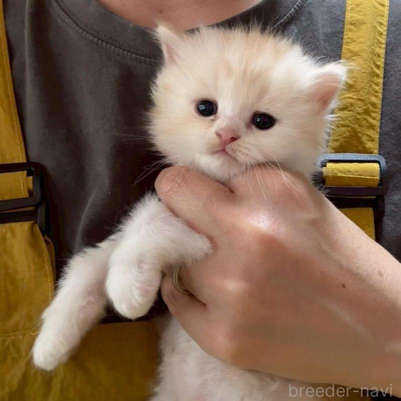 販売中の広島県のマンチカン-138161の2枚目