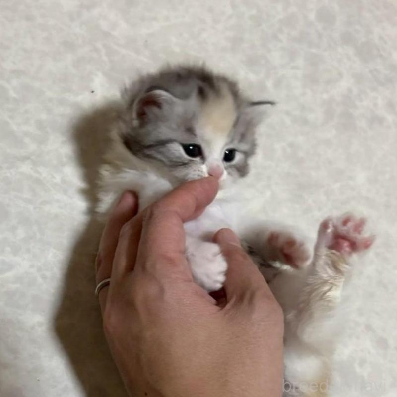 販売中の広島県のマンチカン-138164の15枚目