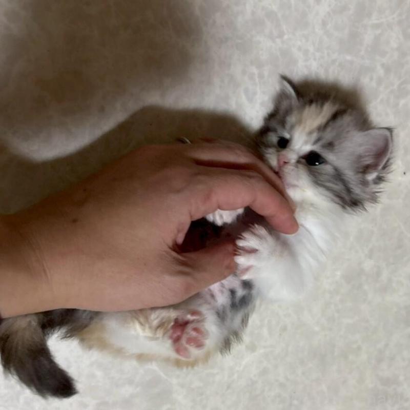 販売中の広島県のマンチカン-138164の14枚目