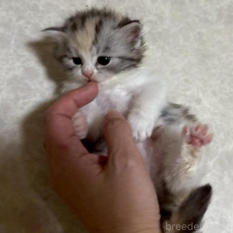 販売中の広島県のマンチカン-138164の13枚目