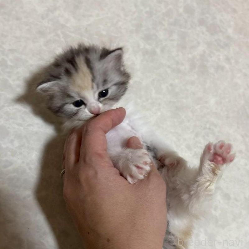 販売中の広島県のマンチカン-138164の11枚目