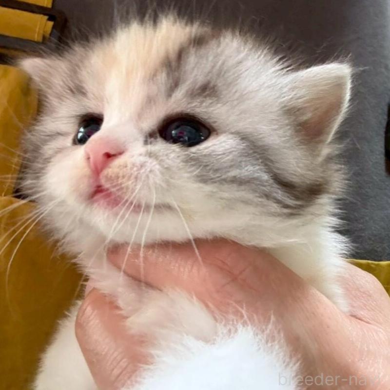 販売中の広島県のマンチカン-138164の10枚目