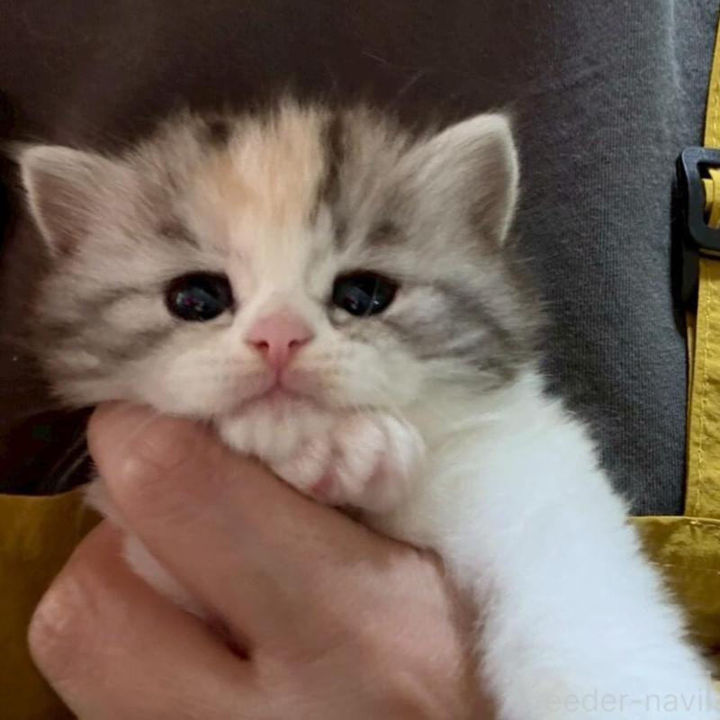 販売中の広島県のマンチカン-138164の9枚目