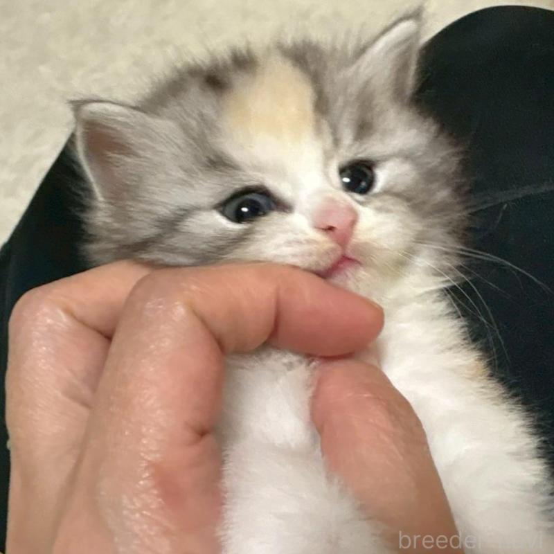 販売中の広島県のマンチカン-138164の8枚目