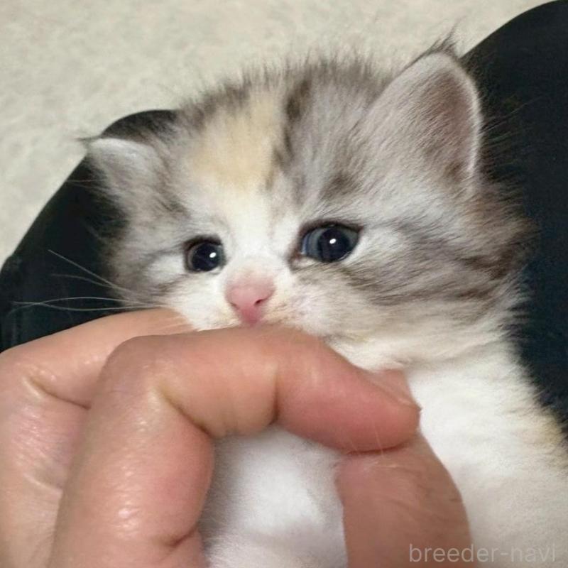 販売中の広島県のマンチカン-138164の7枚目