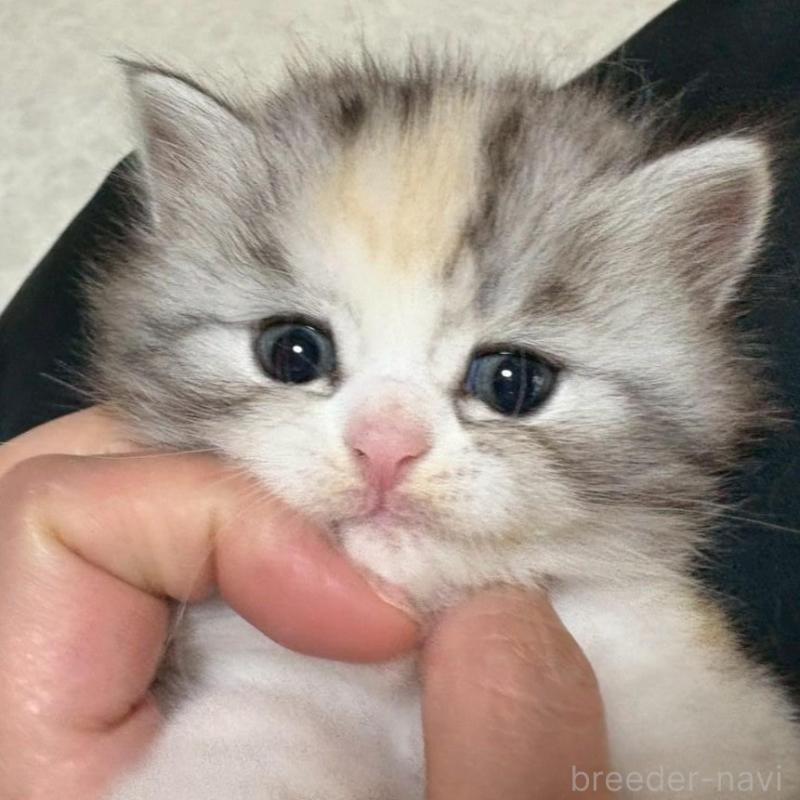 販売中の広島県のマンチカン-138164の6枚目