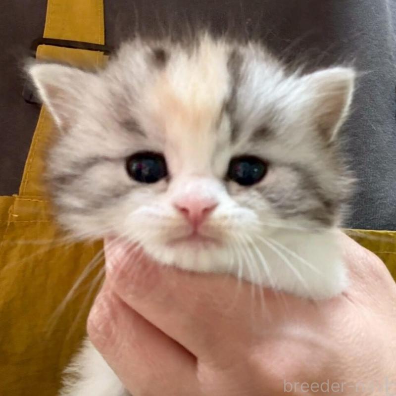 販売中の広島県のマンチカン-138164の1枚目