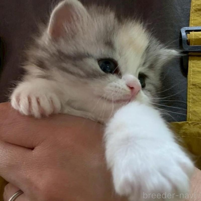 販売中の広島県のマンチカン-138164の4枚目