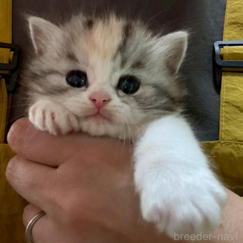 販売中の広島県のマンチカン-138164の3枚目