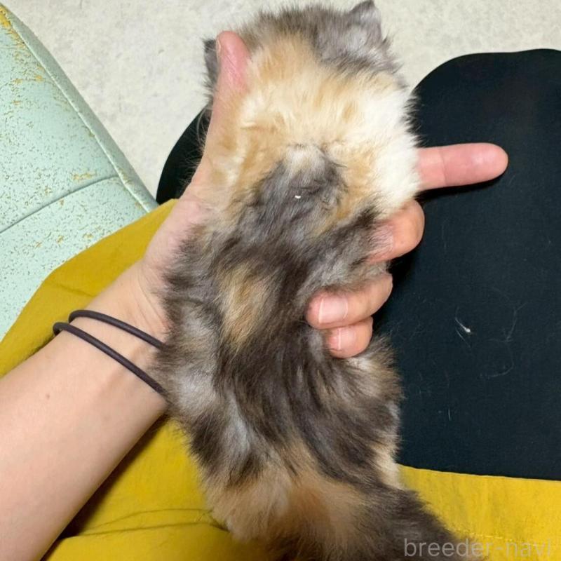 販売中の広島県のマンチカン-138164の2枚目