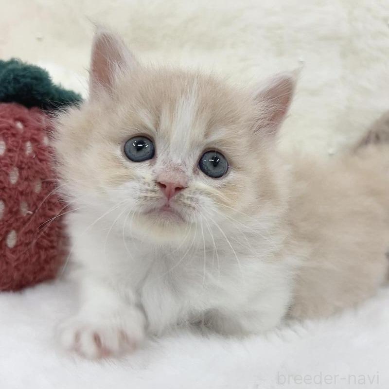 販売中の大阪府のミヌエット(短足)-138165の6枚目