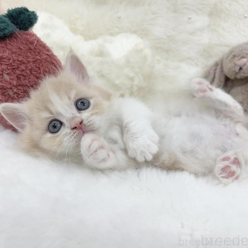 販売中の大阪府のミヌエット(短足)-138165の1枚目