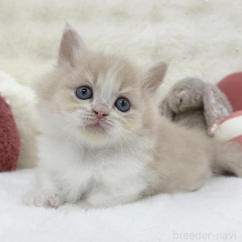 販売中の大阪府のミヌエット(短足)-138165の5枚目