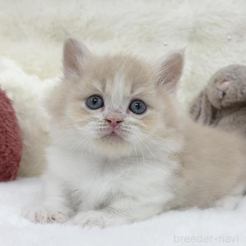 販売中の大阪府のミヌエット(短足)-138165の4枚目