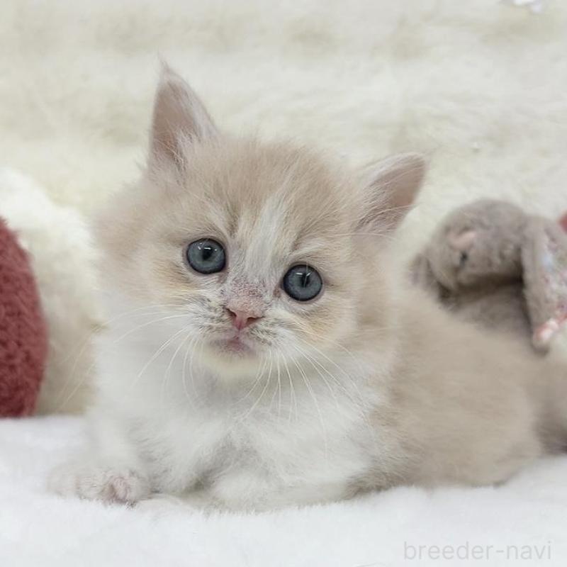 販売中の大阪府のミヌエット(短足)-138165の3枚目