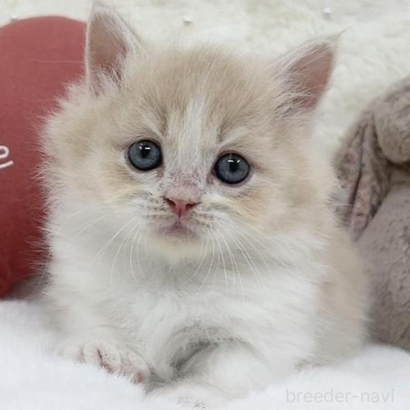 販売中の大阪府のミヌエット(短足)-138165の2枚目