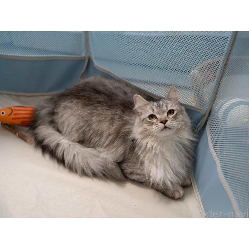 商談中の大阪府のサイベリアン-127477の6枚目