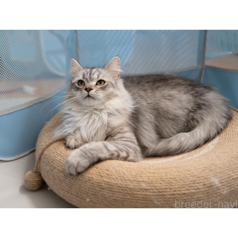 商談中の大阪府のサイベリアン-127477の5枚目