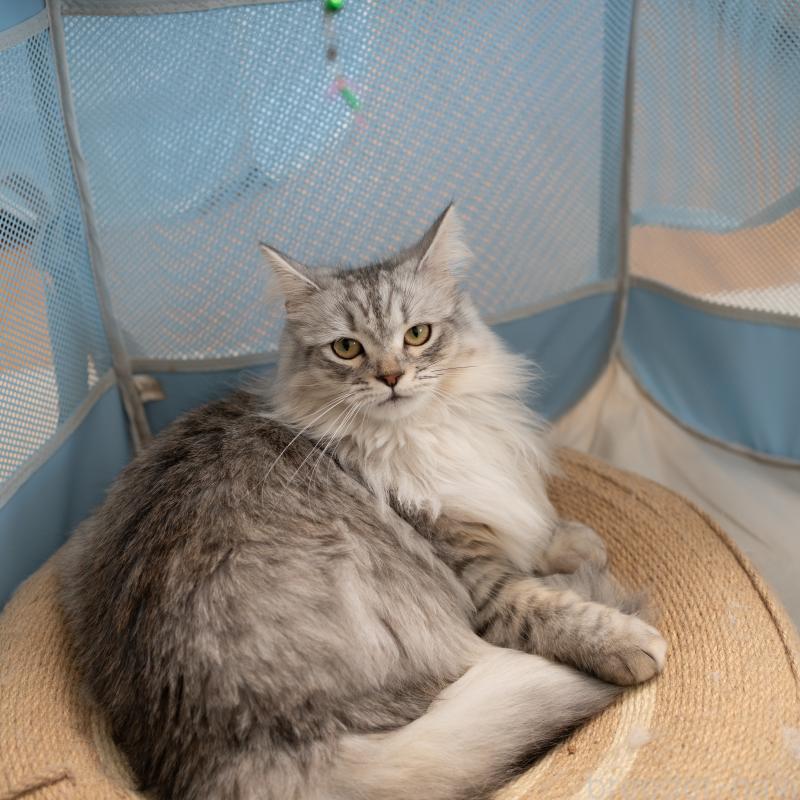 商談中の大阪府のサイベリアン-127477の4枚目