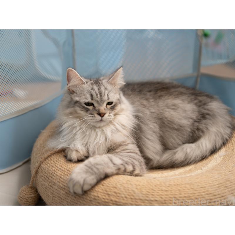 商談中の大阪府のサイベリアン-127477の3枚目