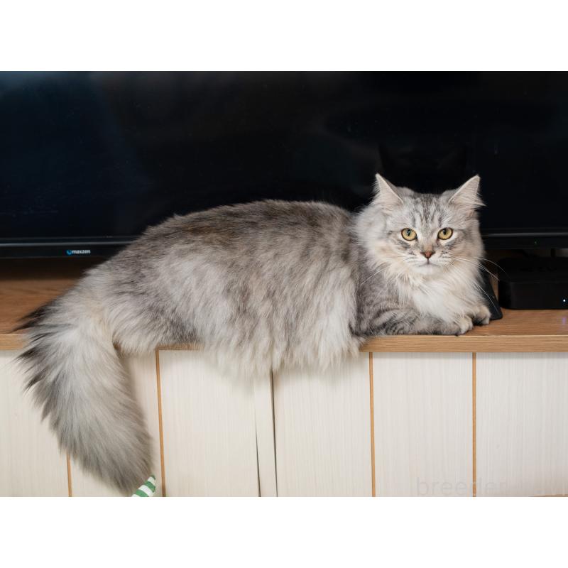 商談中の大阪府のサイベリアン-127477の2枚目