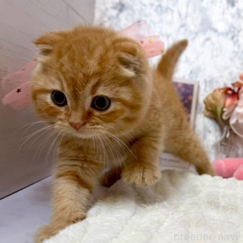 販売中の兵庫県のスコティッシュフォールド(折れ耳)-138166の10枚目