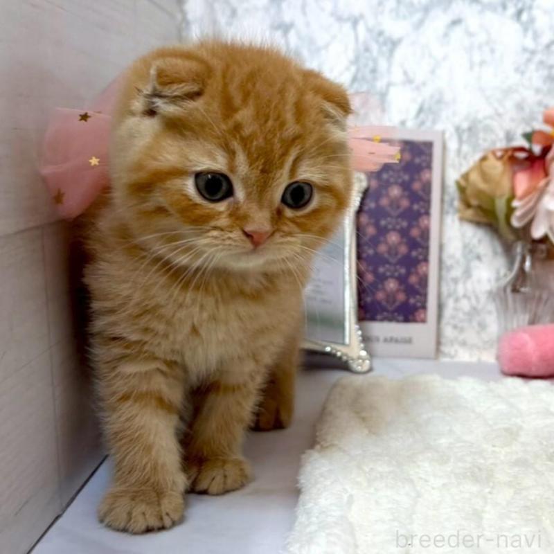 販売中の兵庫県のスコティッシュフォールド(折れ耳)-138166の9枚目