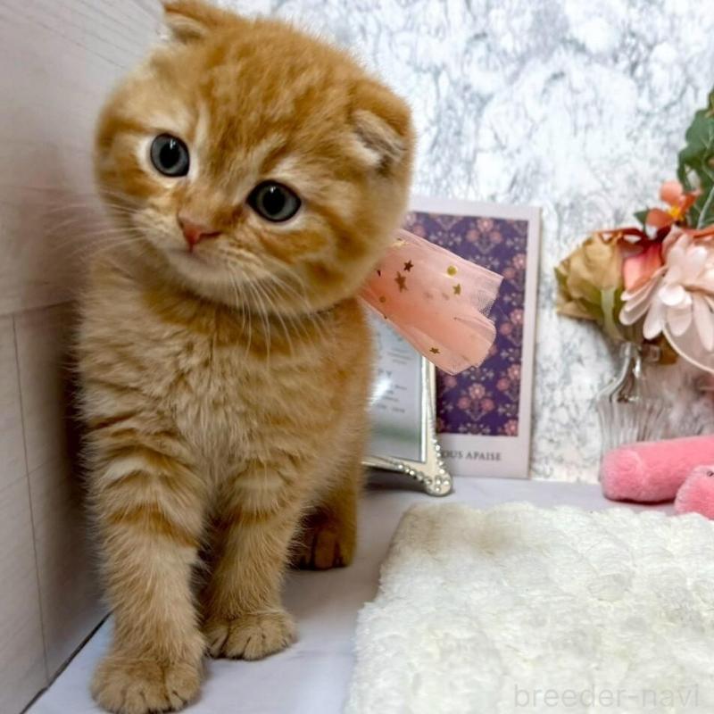 販売中の兵庫県のスコティッシュフォールド(折れ耳)-138166の8枚目