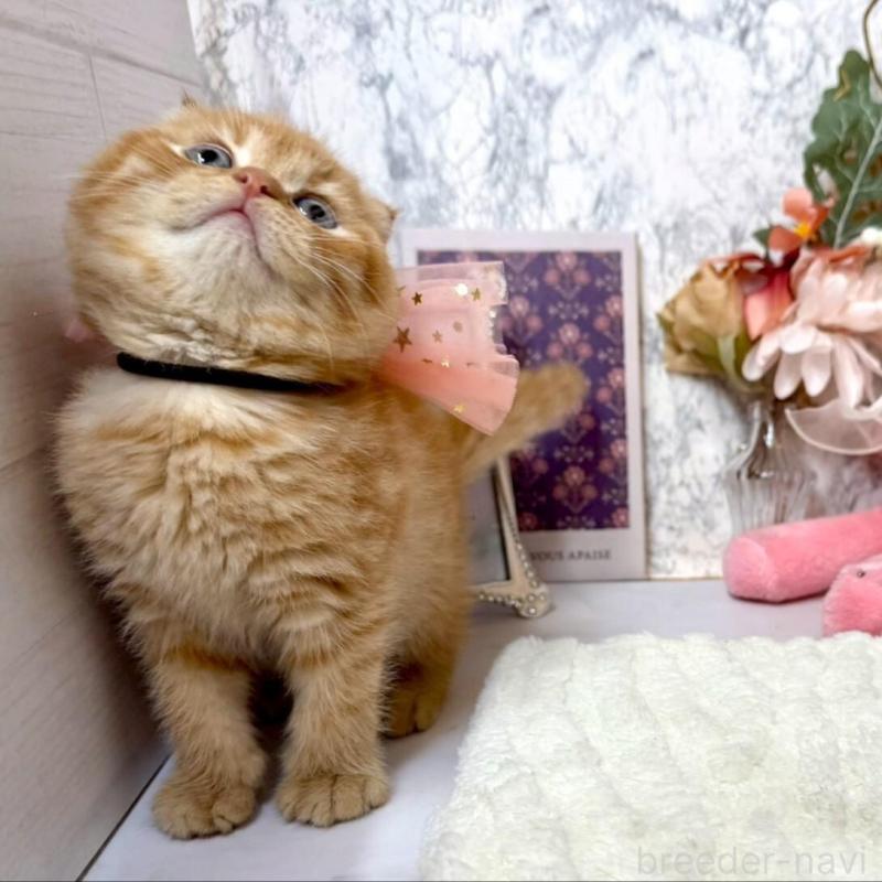 販売中の兵庫県のスコティッシュフォールド(折れ耳)-138166の7枚目