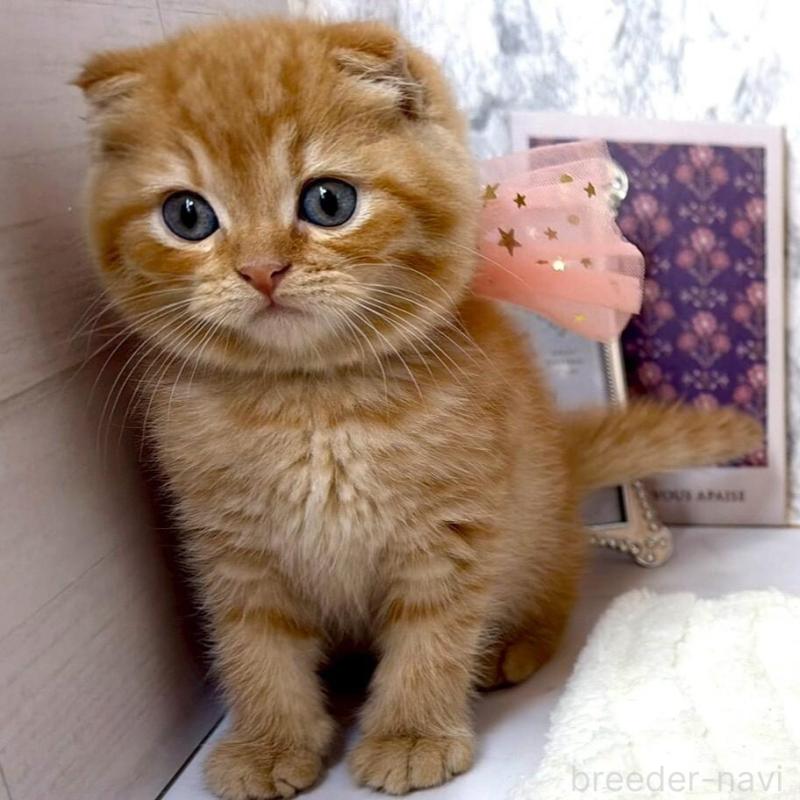 販売中の兵庫県のスコティッシュフォールド(折れ耳)-138166の6枚目