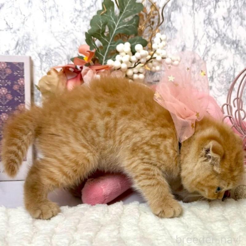 販売中の兵庫県のスコティッシュフォールド(折れ耳)-138166の4枚目