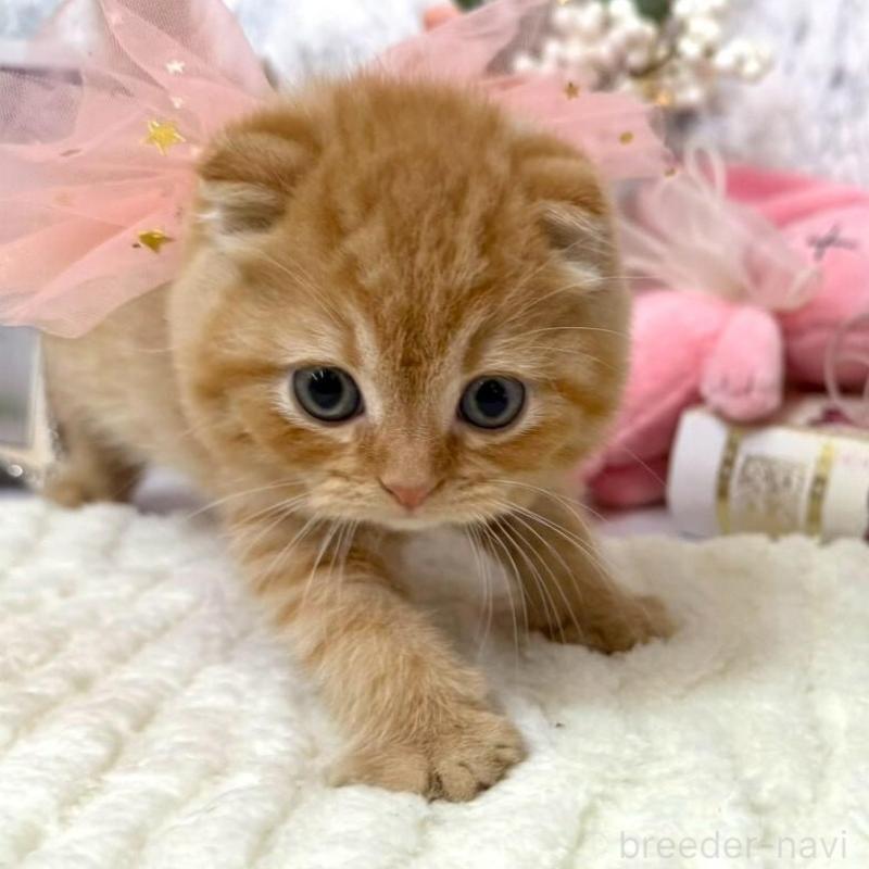 販売中の兵庫県のスコティッシュフォールド(折れ耳)-138166の3枚目