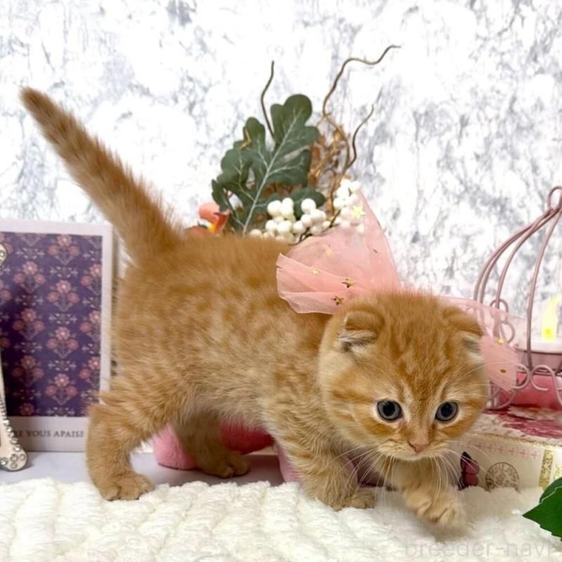 販売中の兵庫県のスコティッシュフォールド(折れ耳)-138166の2枚目