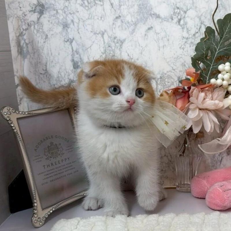 販売中の兵庫県のスコティッシュフォールド(折れ耳)-138167の10枚目