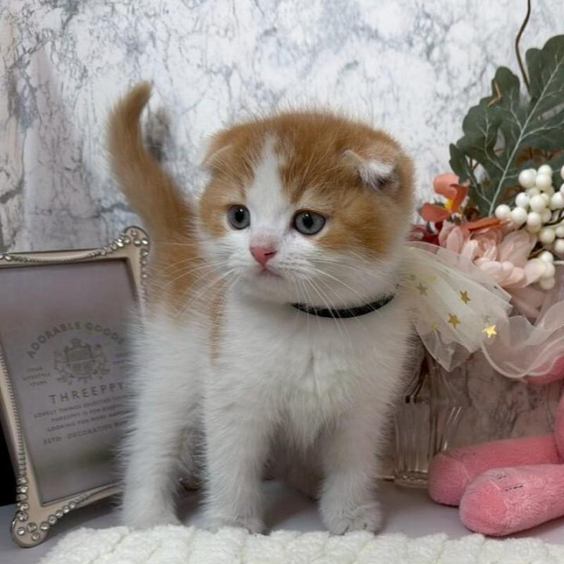 販売中の兵庫県のスコティッシュフォールド(折れ耳)-138167の9枚目