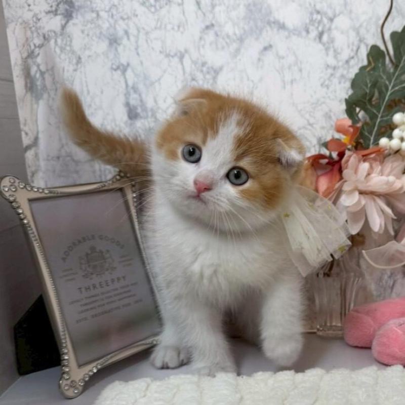 販売中の兵庫県のスコティッシュフォールド(折れ耳)-138167の8枚目