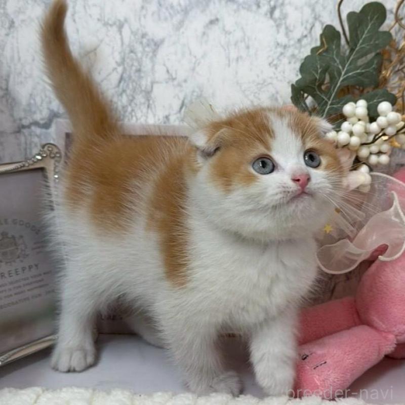 販売中の兵庫県のスコティッシュフォールド(折れ耳)-138167の7枚目