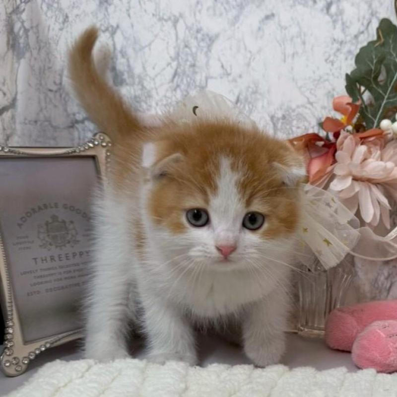 販売中の兵庫県のスコティッシュフォールド(折れ耳)-138167の6枚目