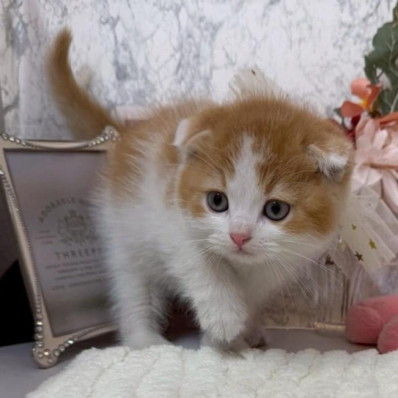 販売中の兵庫県のスコティッシュフォールド(折れ耳)-138167の4枚目