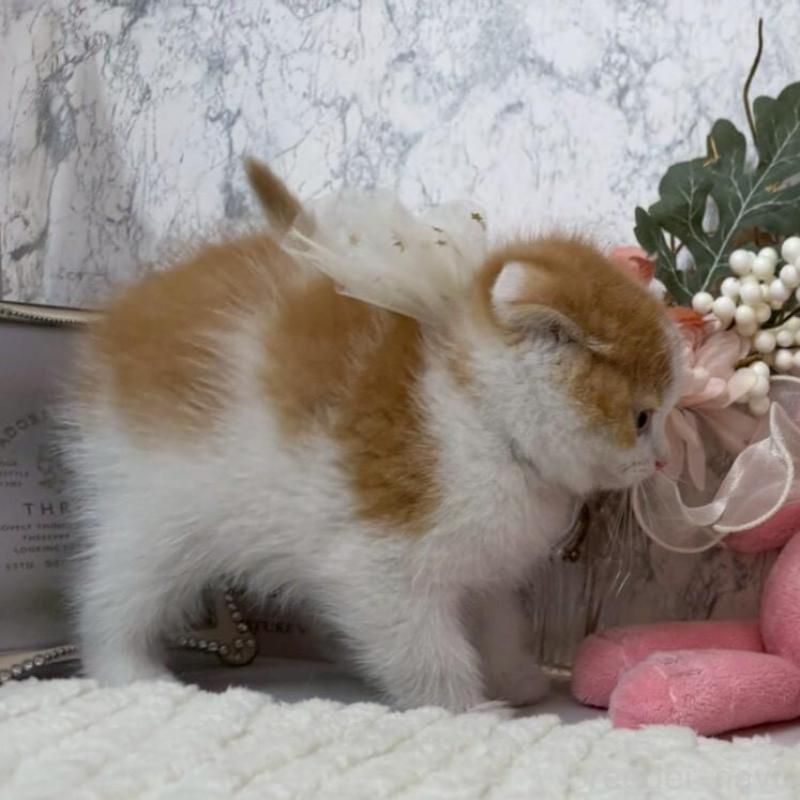 販売中の兵庫県のスコティッシュフォールド(折れ耳)-138167の3枚目