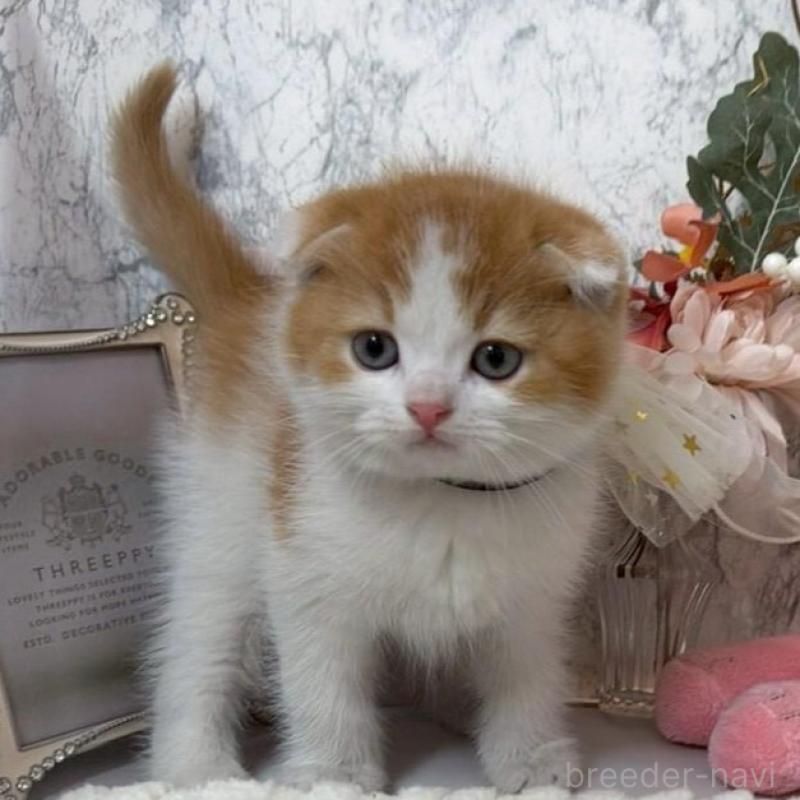 販売中の兵庫県のスコティッシュフォールド(折れ耳)-138167の1枚目