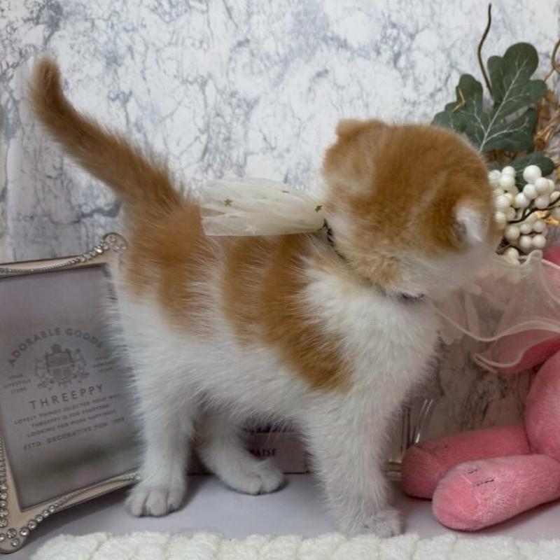 販売中の兵庫県のスコティッシュフォールド(折れ耳)-138167の2枚目