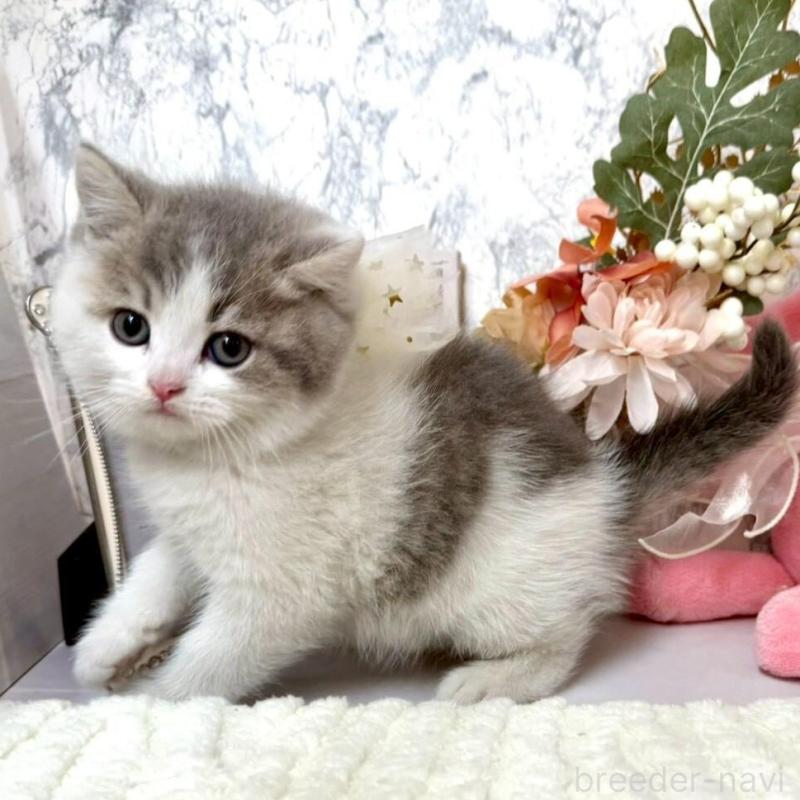 販売中の兵庫県のスコティッシュフォールド-138168の10枚目