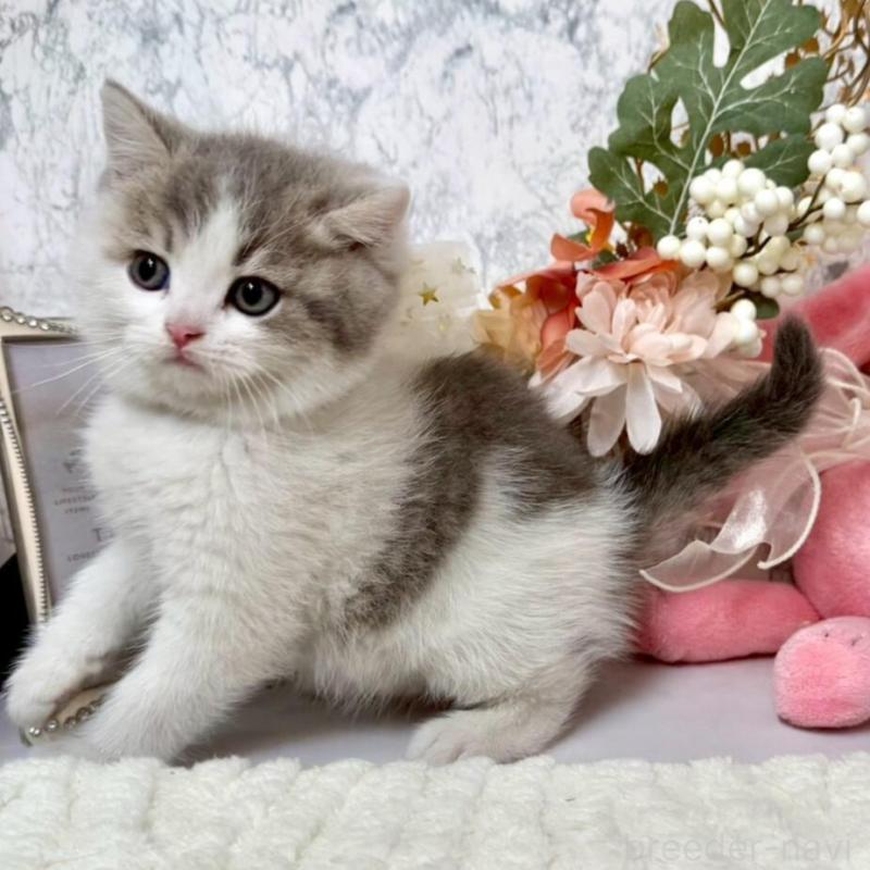 販売中の兵庫県のスコティッシュフォールド-138168の9枚目