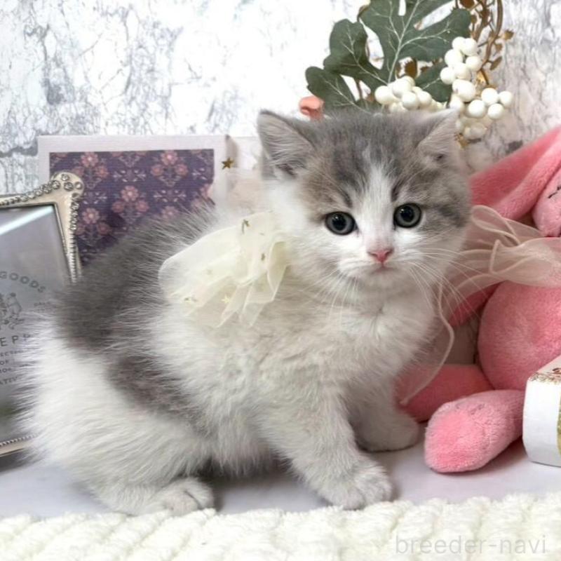 販売中の兵庫県のスコティッシュフォールド-138168