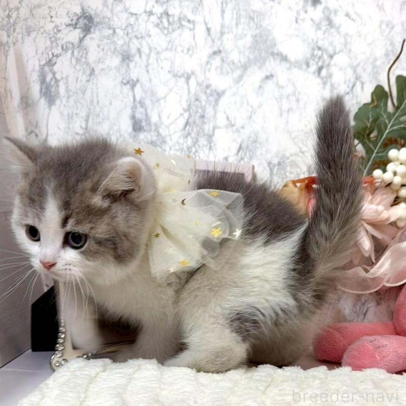 販売中の兵庫県のスコティッシュフォールド-138168の8枚目