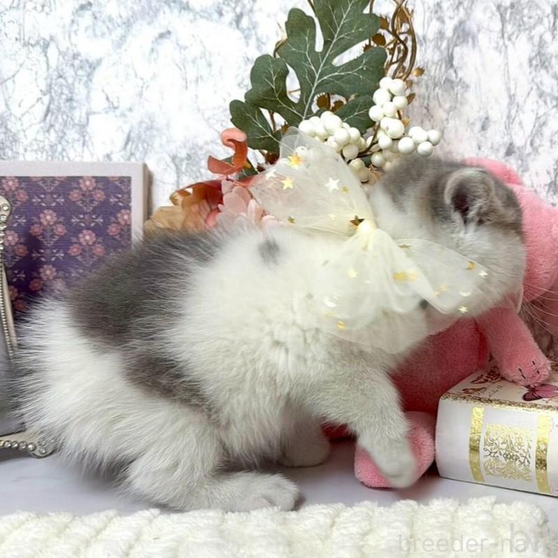 販売中の兵庫県のスコティッシュフォールド-138168の7枚目