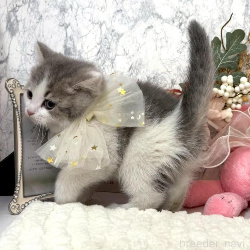 販売中の兵庫県のスコティッシュフォールド-138168の6枚目