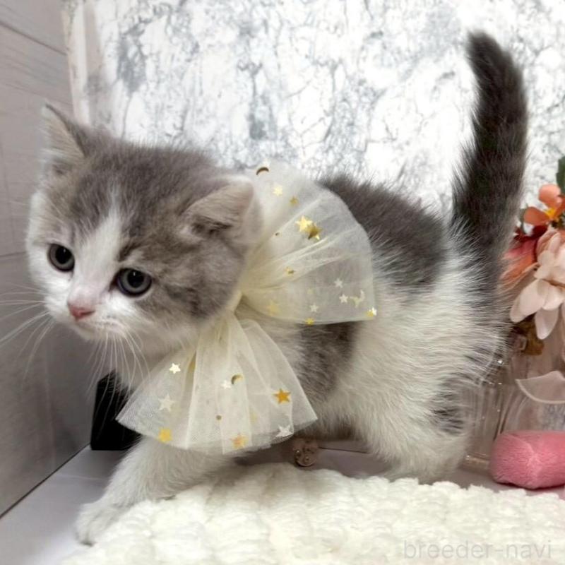 販売中の兵庫県のスコティッシュフォールド-138168の5枚目