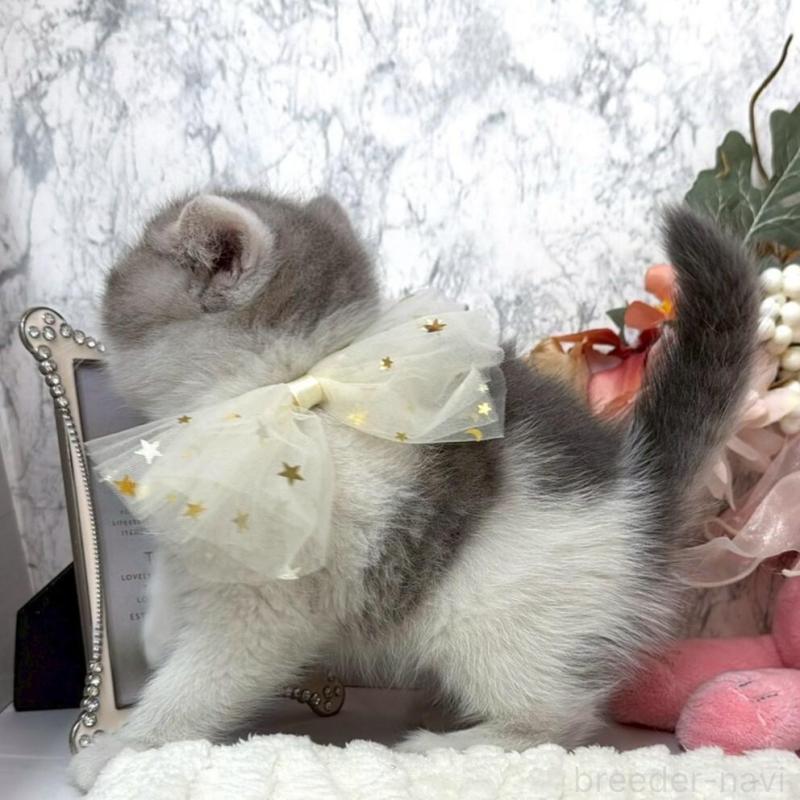 販売中の兵庫県のスコティッシュフォールド-138168の4枚目